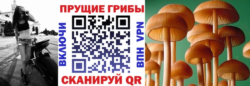 Псилоцибиновые грибы Psilocybine cubensis Козловка